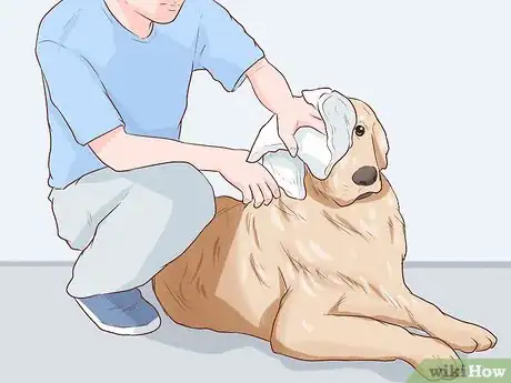 Imagen titulada Handle Late Whelping in Dogs Step 10