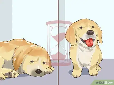 Imagen titulada Handle Hypoglycemia in Young Puppies Step 5