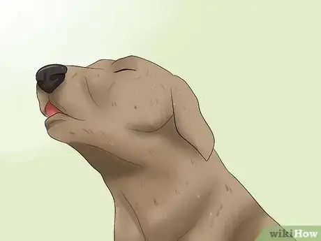 Imagen titulada Diagnose Bloat in Great Danes Step 6