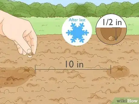 Imagen titulada Grow Nasturtiums Step 5