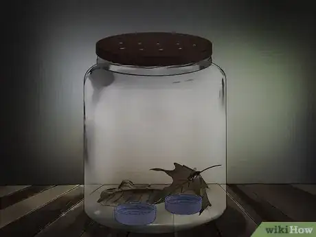 Imagen titulada Keep a Pet Fly Step 10