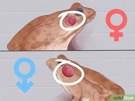 Imagen titulada Dissect a Frog Step 6