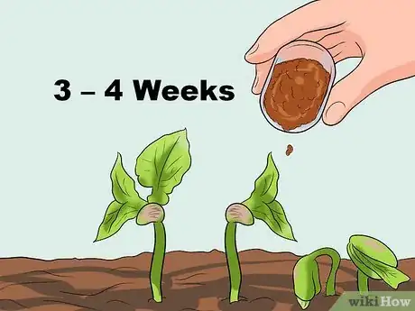 Imagen titulada Grow a Bean Plant Step 13