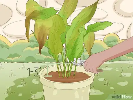 Imagen titulada Grow Turmeric Step 19