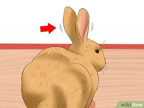 Imagen titulada Care For an Elderly Rabbit Step 15