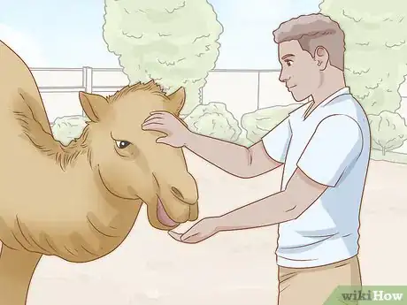 Imagen titulada Care for a Camel Step 14