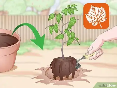 Imagen titulada Root Trees Step 14