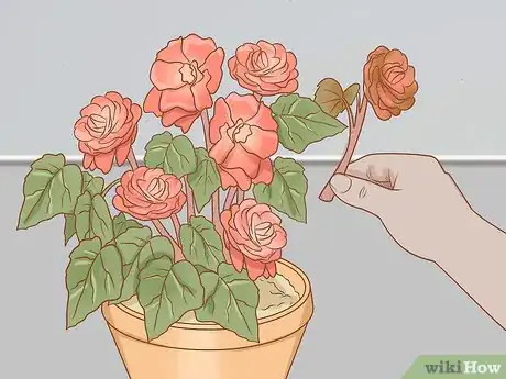 Imagen titulada Prune Begonias Step 3