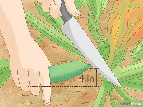 Imagen titulada Grow Zucchini Step 10