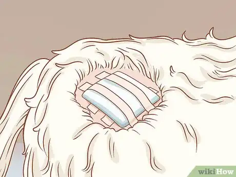 Imagen titulada Remove a Dog’s Skin Tags at Home Step 9