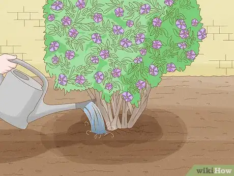 Imagen titulada Care for a Purple Flower Potato Bush Step 5