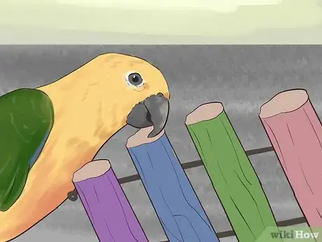 Imagen titulada Entertain a Conure Step 1