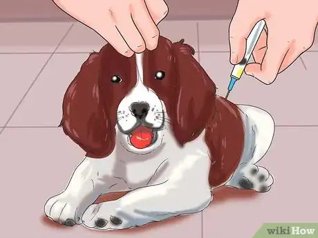 Imagen titulada Prevent Parvovirus in Dogs Step 1