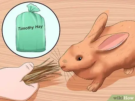 Imagen titulada Care For an Elderly Rabbit Step 10