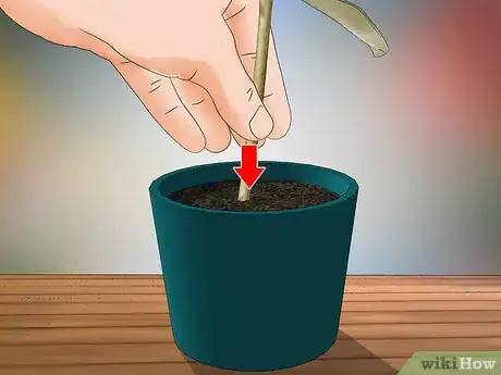 Imagen titulada Grow Jasmine from Cuttings Step 9