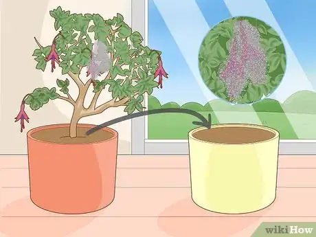 Imagen titulada Care for Fuchsia Step 18