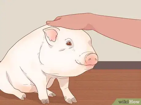 Imagen titulada Train a Pig Step 6