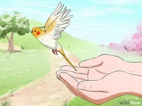Imagen titulada Clip a Cockatiel's Flier Feathers Step 6