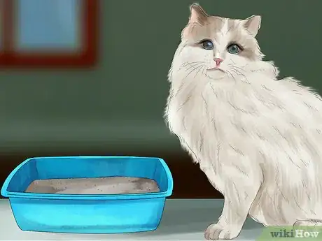 Imagen titulada Care for Ragdoll Cats Step 5