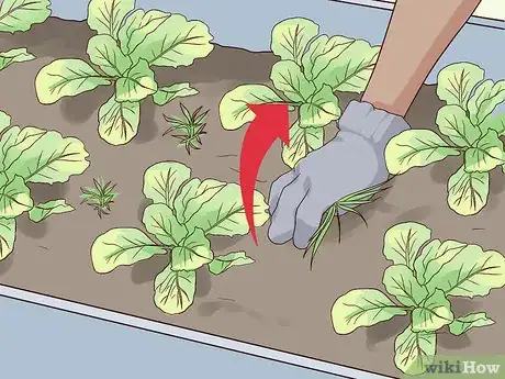 Imagen titulada Grow Mustard Greens Step 7