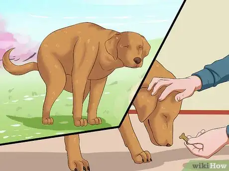 Imagen titulada Prevent a Dog from Defecating in its Crate Step 8