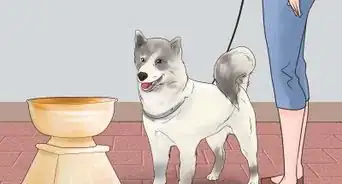 entrenar tu perro para un show de perros