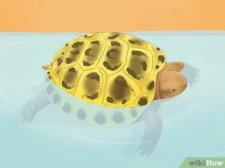 Imagen titulada Bathe a Russian Tortoise Step 6