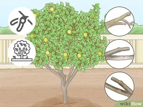 Imagen titulada Prune a Lime Tree Step 6