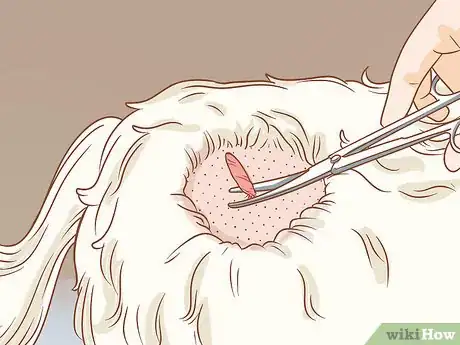 Imagen titulada Remove a Dog’s Skin Tags at Home Step 6