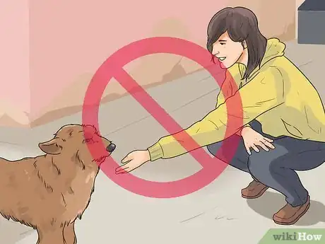 Imagen titulada Catch a Stray Dog Step 2