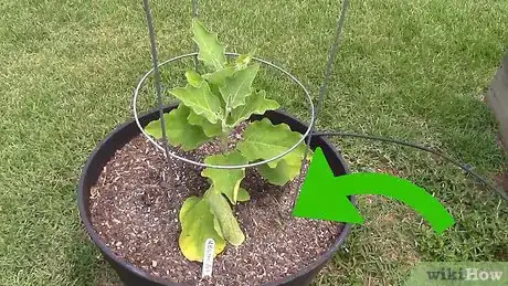 Imagen titulada Grow Tomatoes in a Greenhouse Step 9
