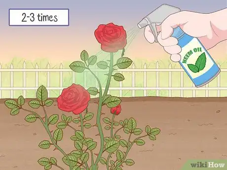 Imagen titulada Get Rid of Aphids on Roses Organically Step 9