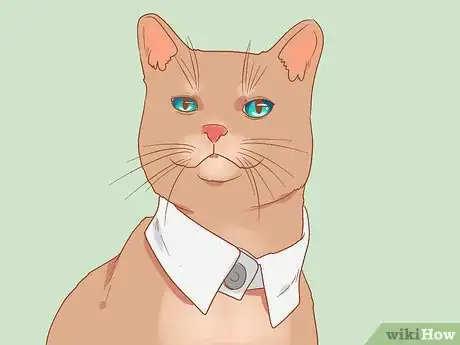 Imagen titulada Make a Cat Collar Step 29