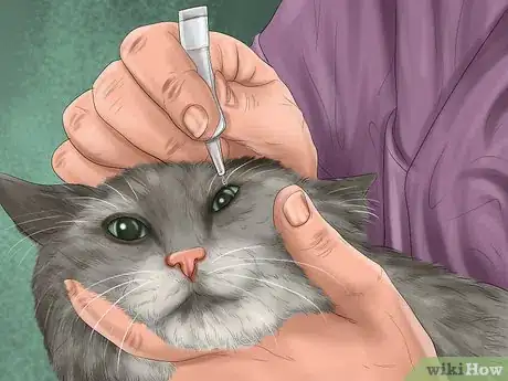 Imagen titulada Diagnose Feline Cataracts Step 12