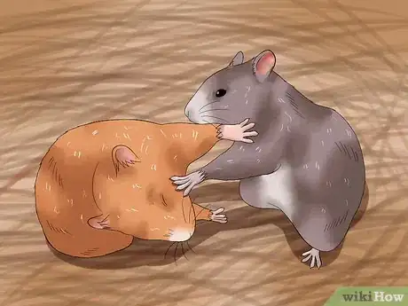 Imagen titulada Get Hamsters to Stop Fighting Step 6
