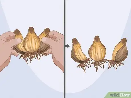 Imagen titulada Transplant Bulbs Step 5