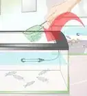 criar peces cebra danio