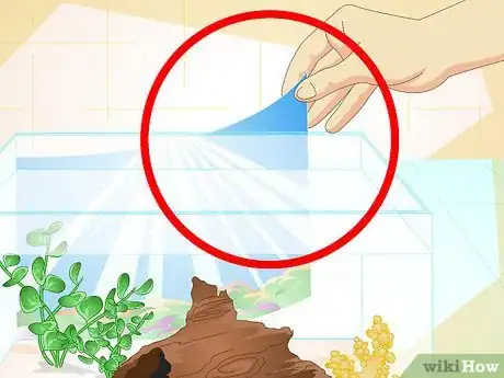 Imagen titulada Make a 5 Gallon Aquarium Interesting Step 17
