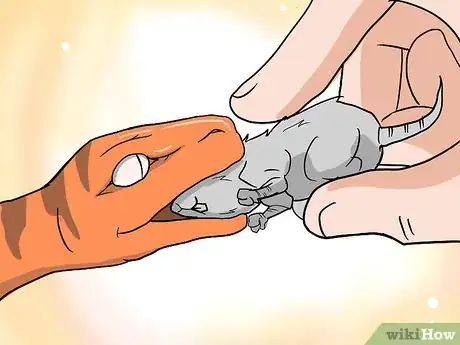 Imagen titulada Choose Your First Pet Snake Step 1Bullet2