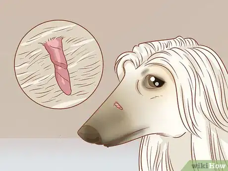 Imagen titulada Remove a Dog’s Skin Tags at Home Step 1
