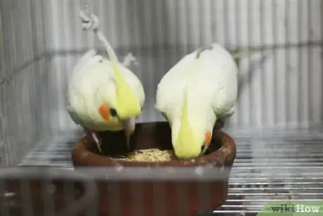 Imagen titulada Make Homemade Bird Food Step 11