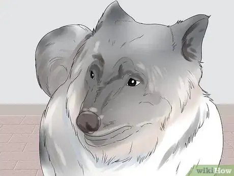 Imagen titulada Check if Your Dog Is Healthy and Happy Step 3