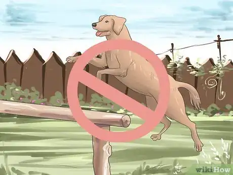 Imagen titulada Heal a Torn Dog ACL Without Surgery Step 3