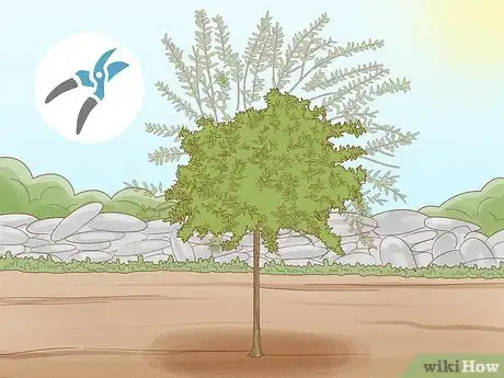 Imagen titulada Prune a Dappled Willow Step 3