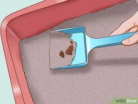Imagen titulada Cure a Cat of Constipation Step 21