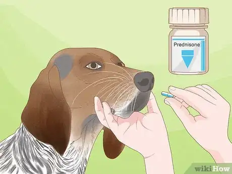 Imagen titulada Diagnose and Treat Your Dog's Itchy Skin Problems Step 17