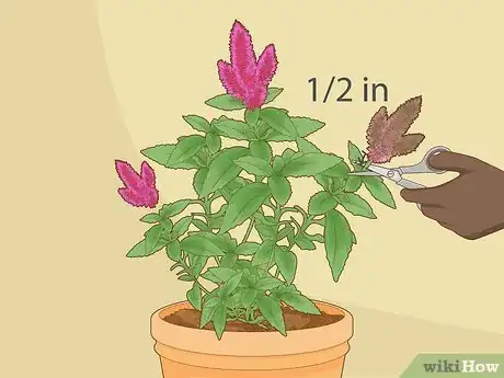 Imagen titulada Care for a Celosia Step 8