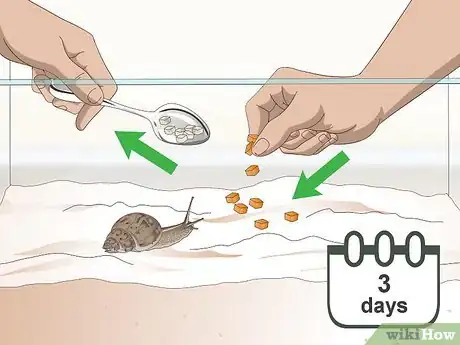 Imagen titulada Feed a Land Snail Step 4