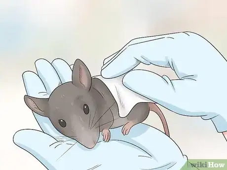 Imagen titulada Care for an Injured Pet Mouse Step 3
