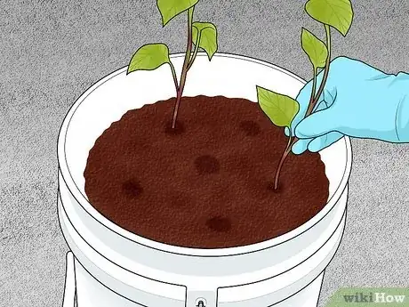 Imagen titulada Grow Sweet Potatoes in Containers Step 9